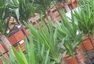 Taliaplant-nursery-10.jpg; ?>